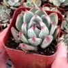 Echeveria Colorata, Pink succulent, Live Potted Plant in 2'', 4'' pot