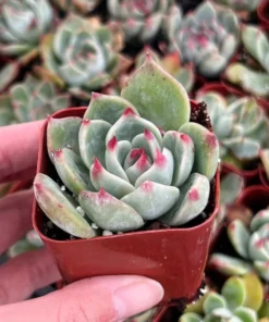 Echeveria Colorata, Pink succulent, Live Potted Plant in 2'', 4'' pot