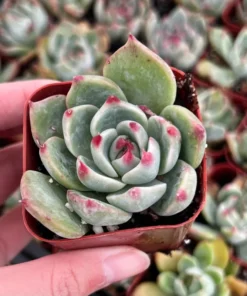 Echeveria Colorata, Pink succulent, Live Potted Plant in 2'', 4'' pot