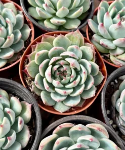 Echeveria Colorata, Pink succulent, Live Potted Plant in 2'', 4'' pot