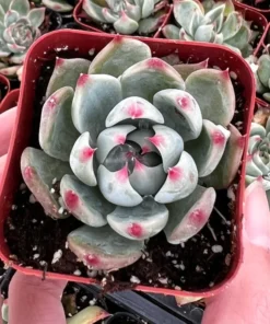 Echeveria Colorata, Pink succulent, Live Potted Plant in 2'', 4'' pot