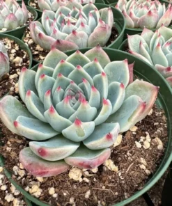 Echeveria Colorata, Pink succulent, Live Potted Plant in 2'', 4'' pot