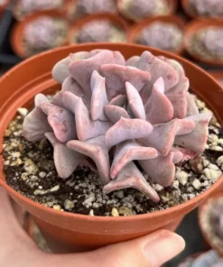Echeveria Cubic Frost, Pink Succulent, Rare Plant, Live Plant in 2", 4" pot