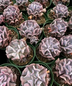 Echeveria Cubic Frost, Pink Succulent, Rare Plant, Live Plant in 2