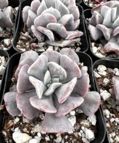 Echeveria Cubic Frost, Pink Succulent, Rare Plant, Live Plant in 2