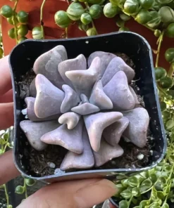 Echeveria Cubic Frost, Pink Succulent, Rare Plant, Live Plant in 2