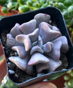 Echeveria Cubic Frost, Pink Succulent, Rare Plant, Live Plant in 2