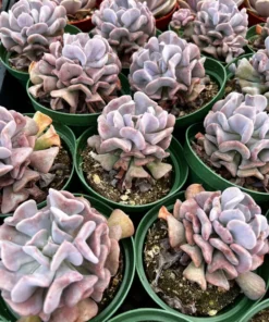 Echeveria Cubic Frost, Pink Succulent, Rare Plant, Live Plant in 2
