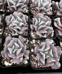 Echeveria Cubic Frost, Pink Succulent, Rare Plant, Live Plant in 2