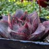 Echeveria Dionysos Succulent Live Plant 2 inch Pot Rare Succulent