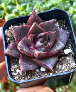 Echeveria Dionysos Succulent Live Plant 2 inch Pot Rare Succulent