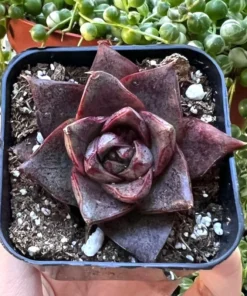 Echeveria Dionysos Succulent Live Plant 2 inch Pot Rare Succulent