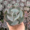 Echeveria Dusty Rose Succulent 4"/6" Pot Pink Ornamental Plant