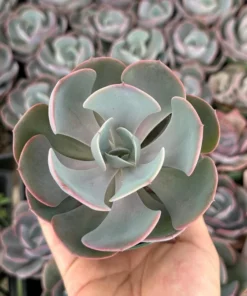 Echeveria Dusty Rose Succulent 4"/6" Pot Pink Ornamental Plant