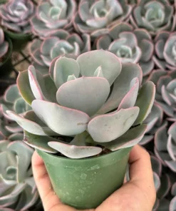 Echeveria Dusty Rose Succulent 4"/6" Pot Pink Ornamental Plant
