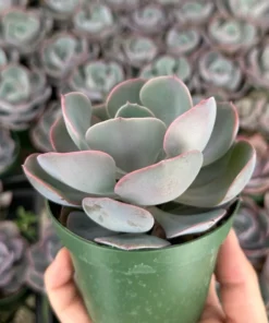 Echeveria Dusty Rose Succulent 4