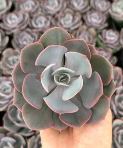 Echeveria Dusty Rose Succulent 4