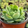 Echeveria Lime n' Chile Succulent Live Plant 4" Pot Green