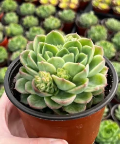 Echeveria Lime n' Chile Succulent Live Plant 4" Pot Green