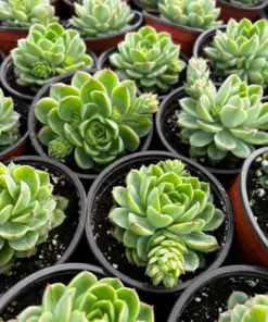 Echeveria Lime n' Chile Succulent Live Plant 4