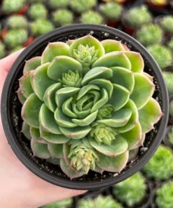 Echeveria Lime n' Chile Succulent Live Plant 4