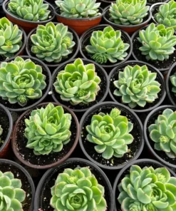 Echeveria Lime n' Chile Succulent Live Plant 4