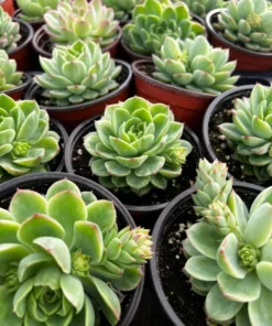 Echeveria Lime n' Chile Succulent Live Plant 4