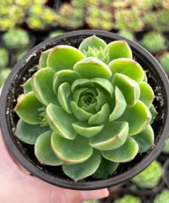 Echeveria Lime n' Chile Succulent Live Plant 4