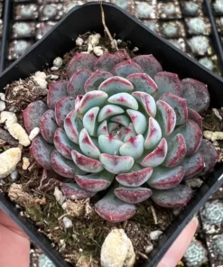 Echeveria Minima 2", 4"pot, Live Succulent, Small Succulents