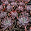 Echeveria Neon Breaker Succulent 4 Pot Pink Curly Leaves