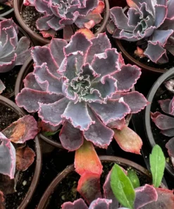 Echeveria Neon Breaker Succulent 4 Pot Pink Curly Leaves