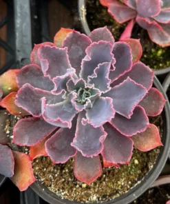 Echeveria Neon Breaker Succulent 4 Pot Pink Curly Leaves