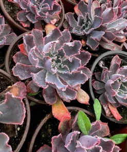 Echeveria Neon Breaker Succulent 4 Pot Pink Curly Leaves