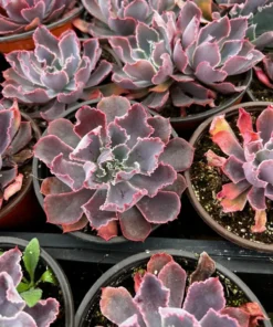 Echeveria Neon Breaker Succulent 4 Pot Pink Curly Leaves
