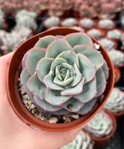 Echeveria Peaches and Cream, Atlantis, Floral Succulent, Desk Plant, Live Plant in 4'' pot