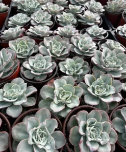 Echeveria Peaches and Cream, Atlantis, Floral Succulent, Desk Plant, Live Plant in 4'' pot