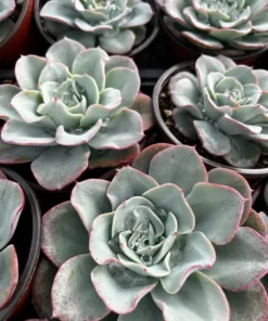 Echeveria Peaches and Cream, Atlantis, Floral Succulent, Desk Plant, Live Plant in 4'' pot