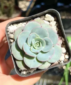 Echeveria Peaches and Cream, Atlantis, Floral Succulent, Desk Plant, Live Plant in 4'' pot