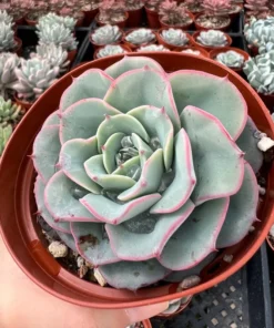 Echeveria Peaches and Cream, Atlantis, Floral Succulent, Desk Plant, Live Plant in 4'' pot