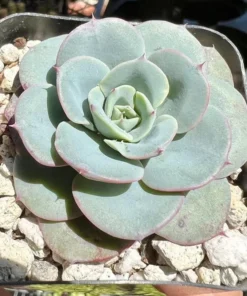 Echeveria Peaches and Cream, Atlantis, Floral Succulent, Desk Plant, Live Plant in 4'' pot