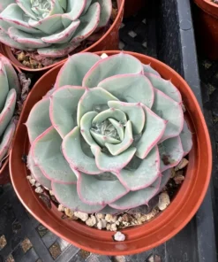 Echeveria Peaches and Cream, Atlantis, Floral Succulent, Desk Plant, Live Plant in 4'' pot