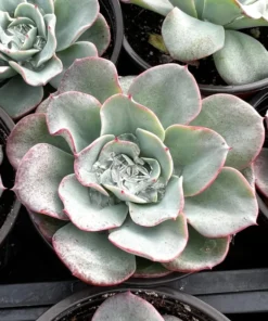 Echeveria Peaches and Cream, Atlantis, Floral Succulent, Desk Plant, Live Plant in 4'' pot