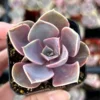 Echeveria Perle von Nurnberg, Purple Succulent, Live Plant in 2", 4" pot