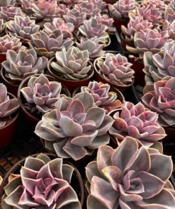 Echeveria Perle von Nurnberg, Purple Succulent, Live Plant in 2", 4" pot