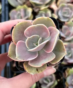 Echeveria Perle von Nurnberg, Purple Succulent, Live Plant in 2
