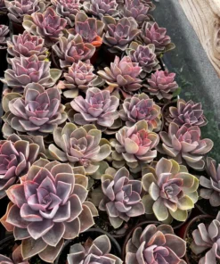 Echeveria Perle von Nurnberg, Purple Succulent, Live Plant in 2