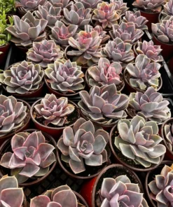 Echeveria Perle von Nurnberg, Purple Succulent, Live Plant in 2