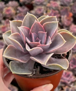 Echeveria Perle von Nurnberg, Purple Succulent, Live Plant in 2