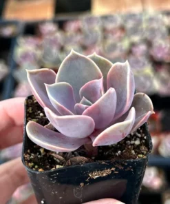 Echeveria Perle von Nurnberg, Purple Succulent, Live Plant in 2