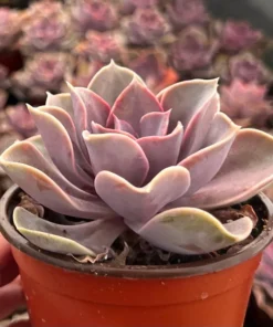 Echeveria Perle von Nurnberg, Purple Succulent, Live Plant in 2